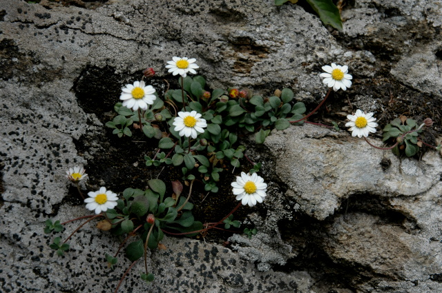 Bellium bellidioides / Pratolina spatolata